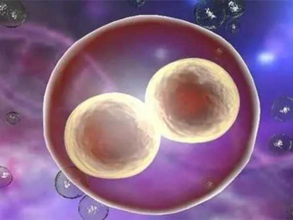 胚胎融合移植一般都会成功着床是真的吗？