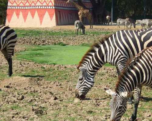 50万找私人重庆代妈 重庆哪里可以做试管多少钱？不同的手术方案价格不同 ‘