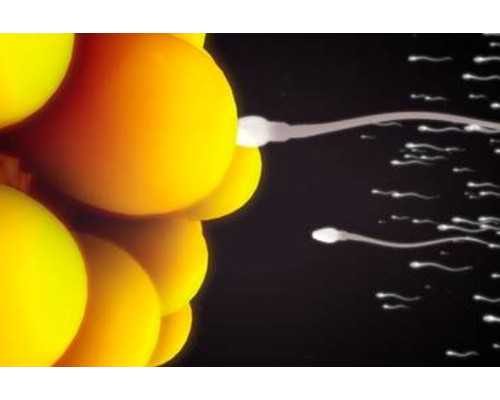 <strong>2024私人找重庆代妈 重庆妇幼七星岗试管做试管婴儿要知道哪些常识？ ‘b超看</strong>