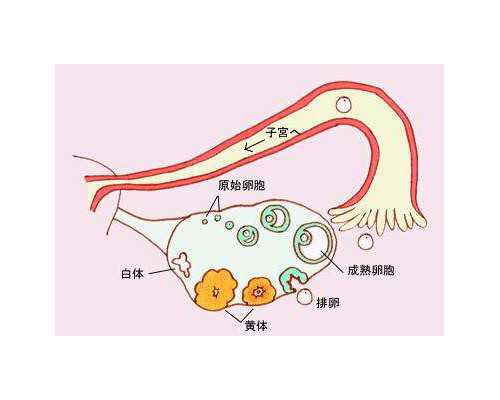 武汉供卵试管婴儿医院推荐,武汉供卵试管费用多少钱