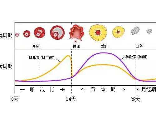 2024郑州供卵的私立机构最新发布，附供卵三代生男孩费用详情_有几多个代孕公